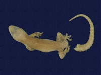 藏品(蝎虎)的圖片